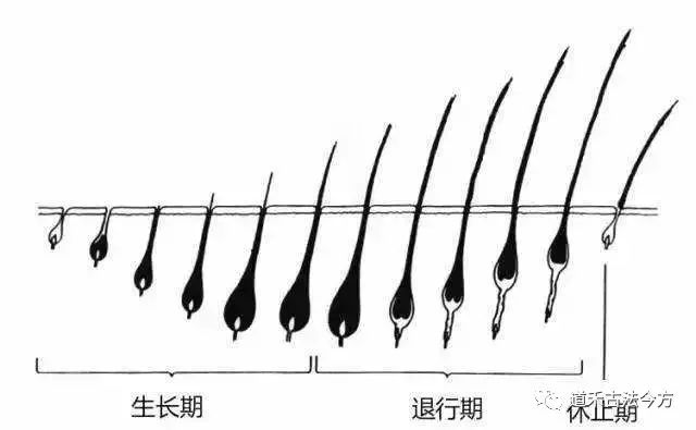 道禾養(yǎng)發(fā)課堂—帶您分清毛囊萎縮和毛囊閉合。